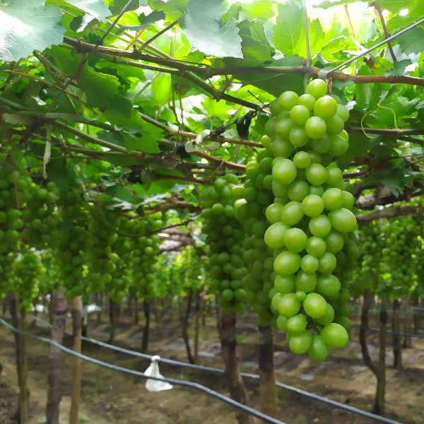Banner da página de produto